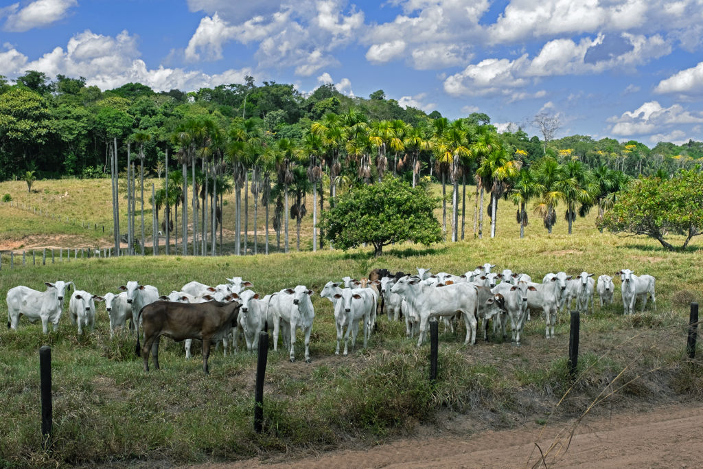 EU adopts final list of products covered by deforestation rules